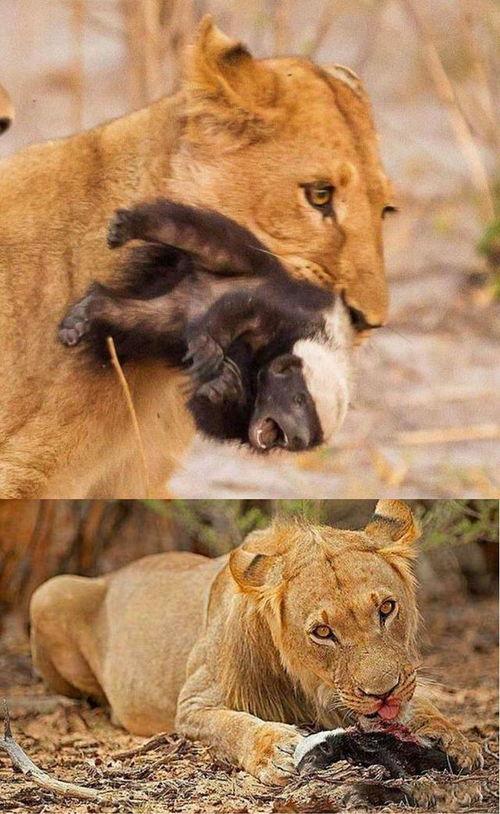 娱乐吃瓜酱小动物